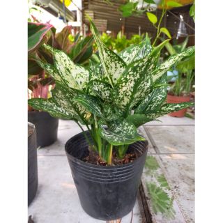 Cây Ngọc Ngân Phong Thủy bụi to để bàn