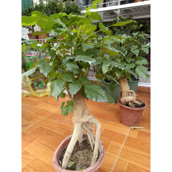 Cây hạnh phúc bonsai cao 40cm tán lá xum xuê