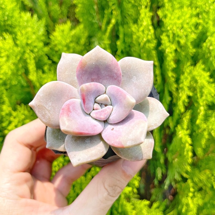 Sen đá hồng mập 5-7cm