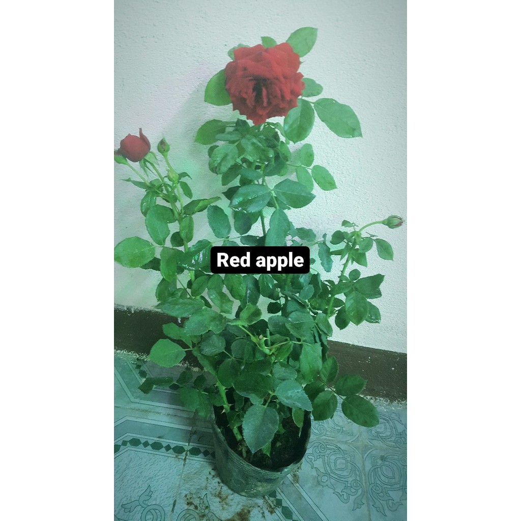 Cây Hoa Hồng Red Apple