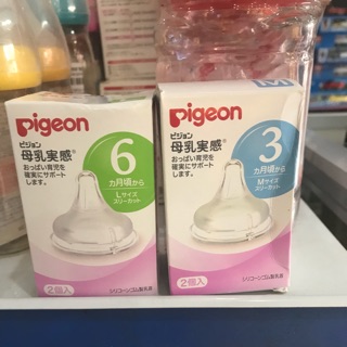 Núm ty pigeon