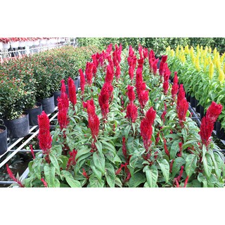 Hạt Giống Hoa Mào Gà Lửa