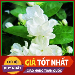 Hạt giống hoa Lài Ta
