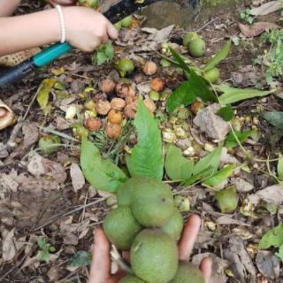 500g óc chó nếp sa pa (vỏ mỏng , cơm nhiều)