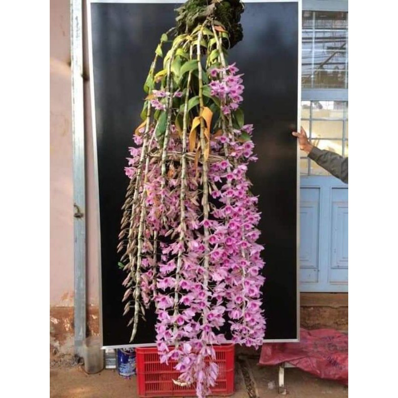 (Mới) Giò lan phi điệp 40cm