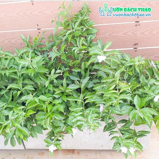 Cây lài nhật trồng cảnh quan