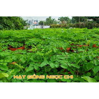 Hạt Giống Cây Chùm Ngây - 10 Hạt