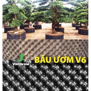 bầu ươm v6 ( loai 4 tấc dày 50m )