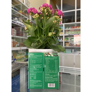 Bổ phế bướm bạc Vshine ( chai 100ml)