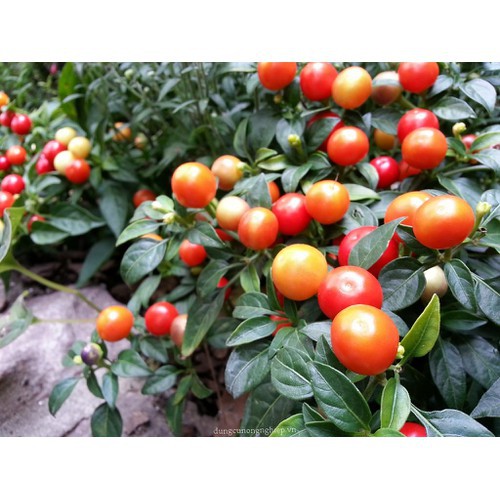 HẠT GIỐNG ỚT KIỂNG QUẢ TRÒN - GÓI 0,3 GRAM