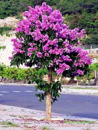 (FREE SHIP TỪ 50K)  COMBO 2 CÂY GIỐNG BẰNG LĂNG TÍM, CAM KẾT CHUẨN GIỐNG F1