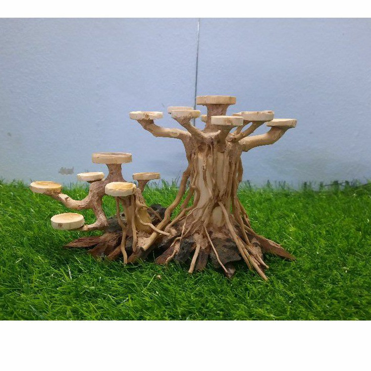 Lũa bon sai cấy nana