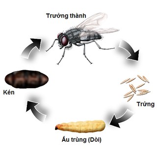 Bả đặc trị ruồi KING FLY BAIT