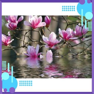 Hạt Giống Hoa Mộc Lan mix .