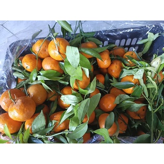 1kg Quýt thái xả kho