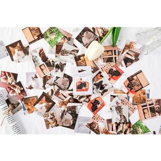 Hộp 45 stickers hình mèo