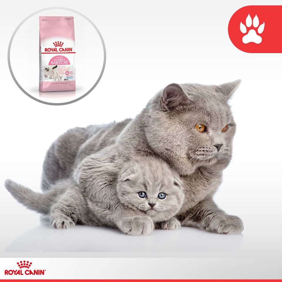 2kg Hạt Royal Canin Mother &amp; Babycat cho mèo con dưới 4 tháng tuổi