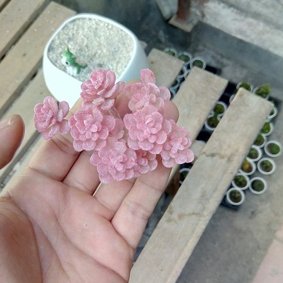 Cây hoa nhựa: mẫu sedum vảy ốc đỏ