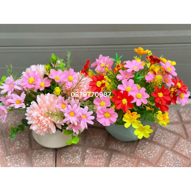Hoa cúc baby loại 1 bông nở to đẹp