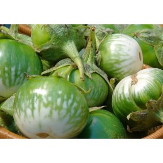 HẠT GIỐNG CÀ BÁT XANH - gói 1 gam - HÀNG CÔNG TY