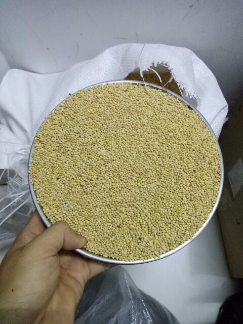 500gram hạt kê vàng cho vẹt, yến phụng