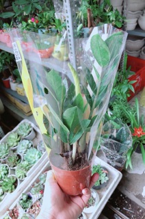 Kim Tiền Thái