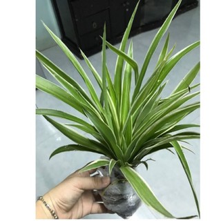 Cây cỏ nhện, cây dây nhện - bầu đất, không chậu ( mua 5 tặng 1)
