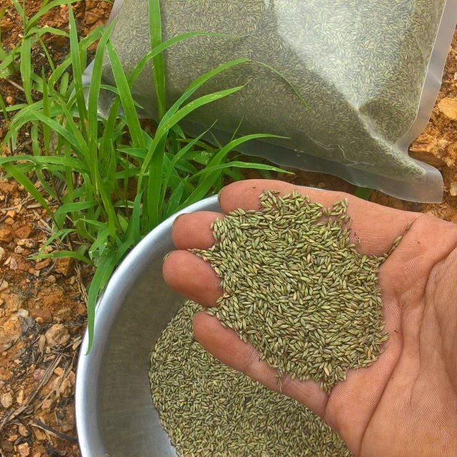 Cỏ Ghine TD58  - Cỏ Hamil Giống Cỏ Chăn Nuôi Chịu Bóng Râm