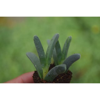 Sen đá tim lá dài mini 2-4cm