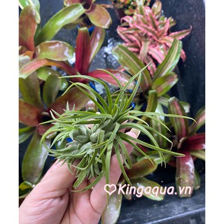 [Top] Cây Bá.n Cạn Siêu Xinh