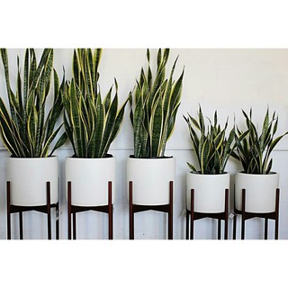 Chậu 4 Cây Lưỡi hổ dài decor nhà siêu đẹp