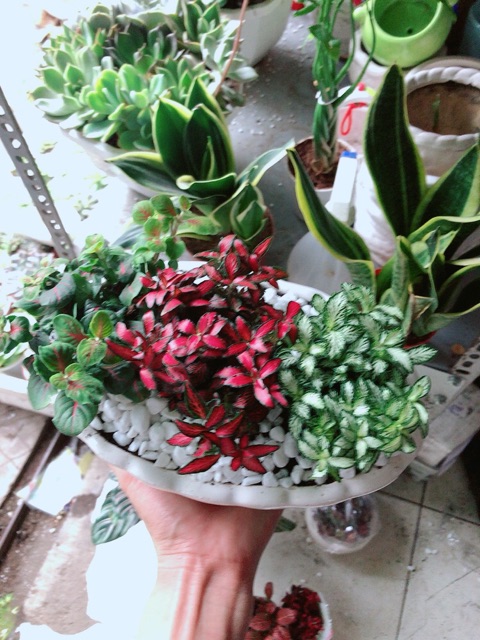 Chậu cây cẩm nhung