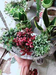 Chậu cây cẩm nhung (cây may mắn)