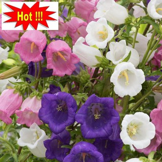 🌟hạt giống hoa chuông lùn🌟 nhiều màu siêu đẹp gói 100 hạt