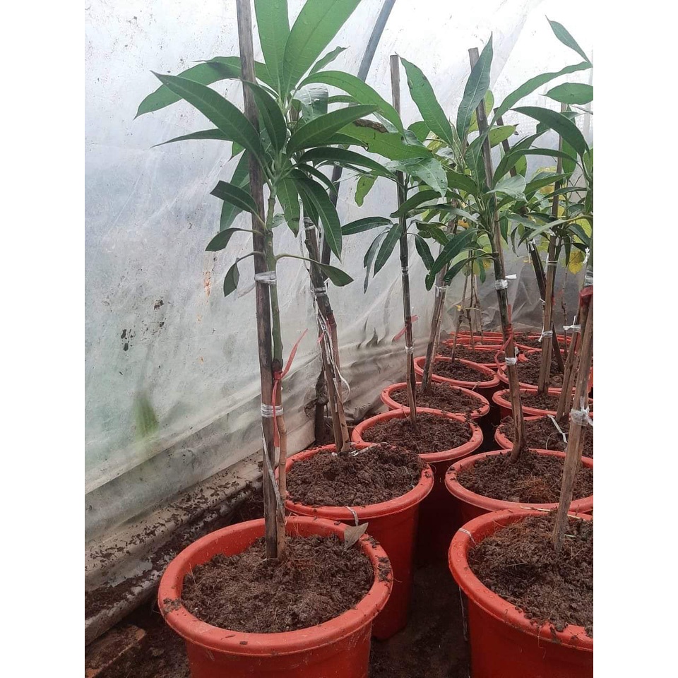 CÂY GIỐNG XOÀI ĐỎ NHẬT BẢN