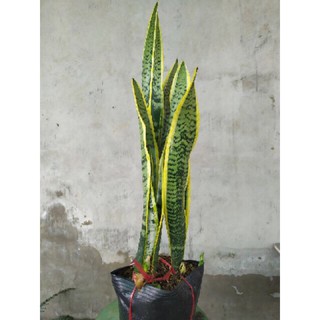 Cây Lưỡi Hổ