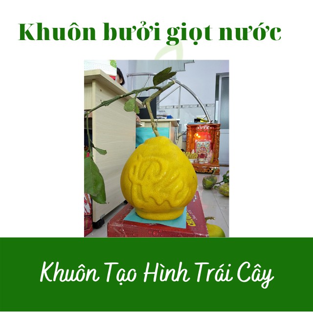 (Chữ Tài Lộc)(Bưởi 1-1,4kg) Khuôn Giọt Nước Cứng dày dặn, hàng loại đẹp - Khuôn Tạo Hình Trái Cây Dùng Nhiều Vụ