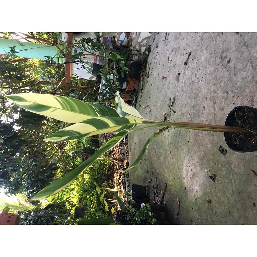 CÂY ĐẸP KHỎE Cây chuối mỏ két  lá cẩm thạch
