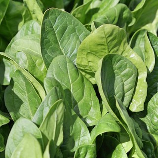 [Mới] - Hạt giống rau cải bó xôi giá rẻ