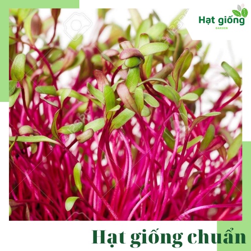 Hạt giống rau mầm củ dền đỏ dễ trồng, thu hoạch nhanh, cây giòn ngọt gói 10g