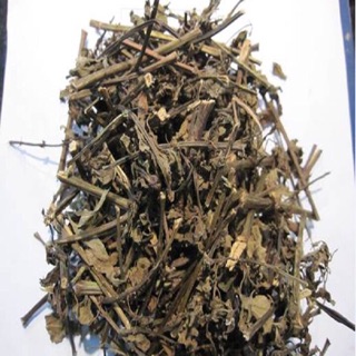 Cây Râu mèo tr bệnh 1 kg