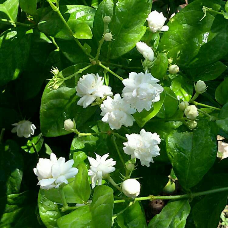 Cây Jasminum sambac Arabian (Nhài Ả Rập, cực kỳ thơm) chậu nhựa 10cm