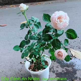 Bụi Hoa Hồng Leo