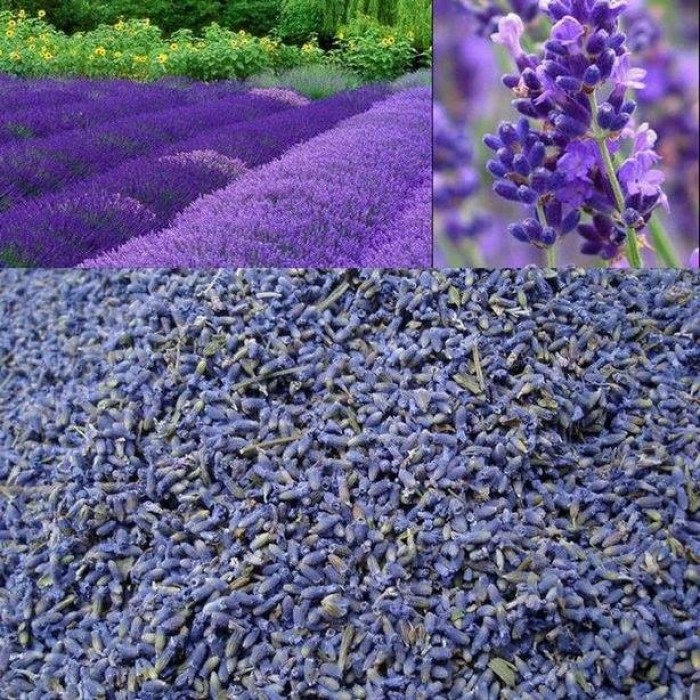 TÚI THƠM HOA LAVENDER KHÔ TREO XE HAY ĐỂ TRONG PHÒNG TIỆN LỢI