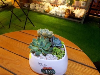 Chậu gốm bát tràng