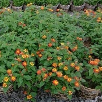 Cây hoa ngũ sắc thái