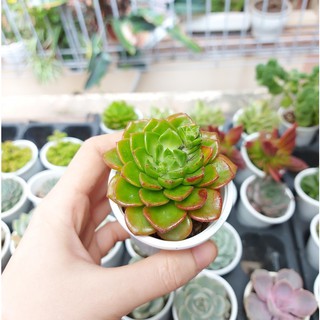 Sen đá lục bảo