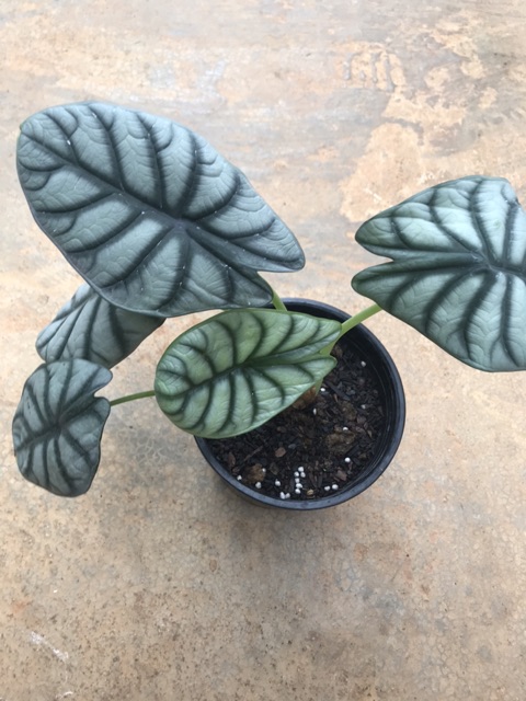 Cây Alocasia Baginda Silver Dragon