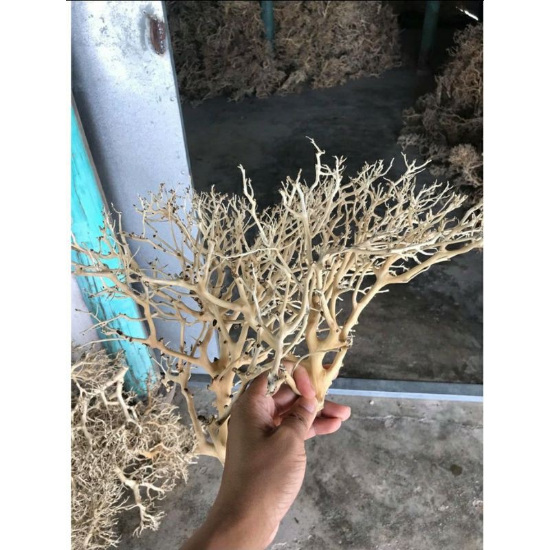 100g và 200g lũa xương chùm quấn rêu - bonsai trang trí hồ cá.