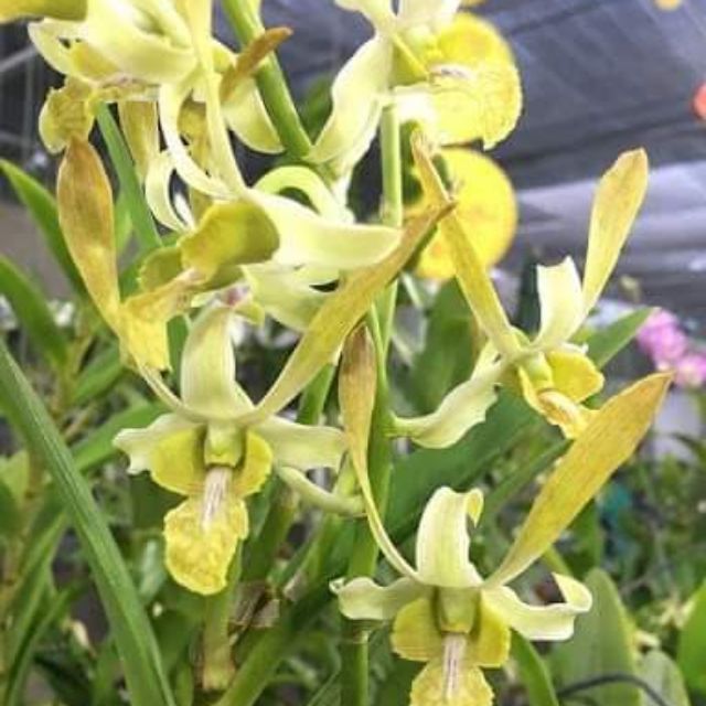 Lan denro nắng Chanchao vàng